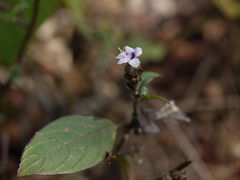 Strobilanthes ciliata