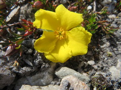 Hibbertia procumbens