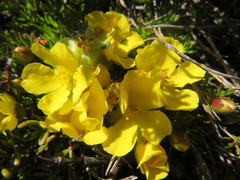 Hibbertia procumbens