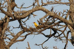 Oriolus auratus