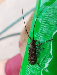 Monochamus carolinensis