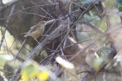 Cisticola rufus