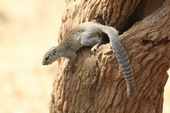 Heliosciurus gambianus