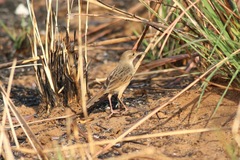 Cisticola marginatus