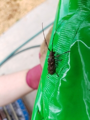 Monochamus carolinensis