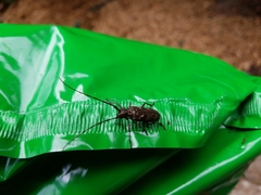 Monochamus carolinensis