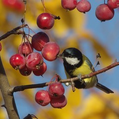 Malus × robusta