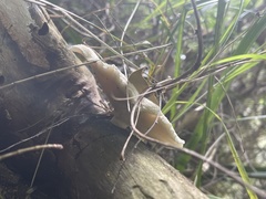 Omphalotus nidiformis
