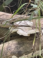 Omphalotus nidiformis