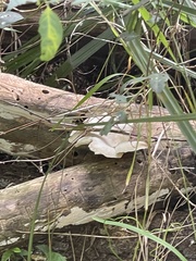 Omphalotus nidiformis