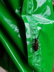 Monochamus carolinensis