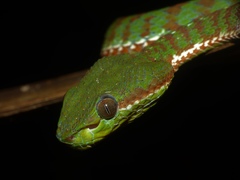 Trimeresurus phuketensis