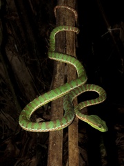 Trimeresurus phuketensis