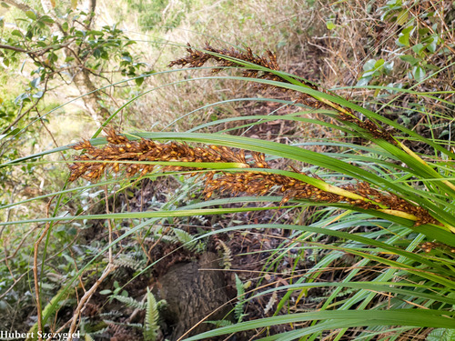 Gahnia beecheyi