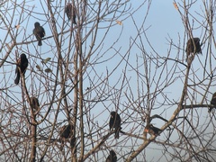 Agelaius phoeniceus californicus