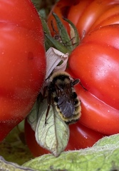 Bombus appositus