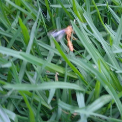 Ophioninae