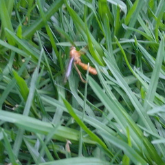 Ophioninae