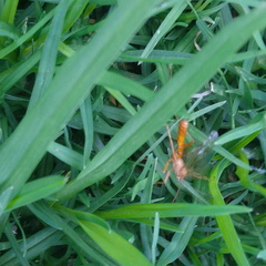 Ophioninae