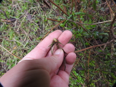 Neolasioptera mimuli