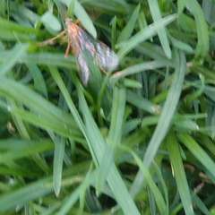 Ophioninae