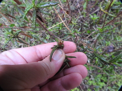 Neolasioptera mimuli