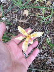 Iris fernaldii