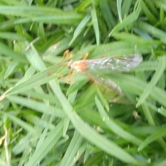 Ophioninae
