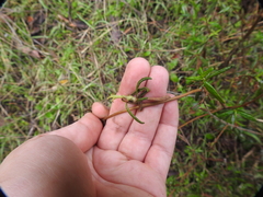 Neolasioptera mimuli