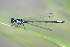 Zoniagrion exclamationis