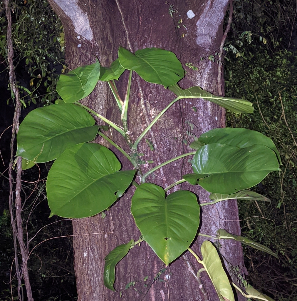 Pothos plant growing in habitat