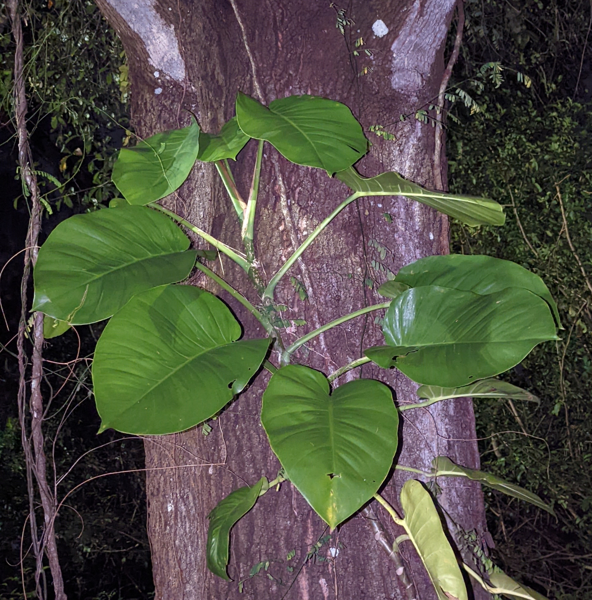 Epipremnum aureum
