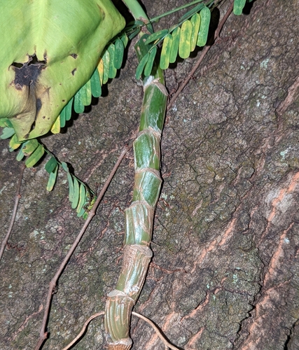 Epipremnum aureum