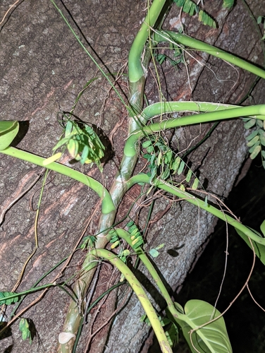 Epipremnum aureum