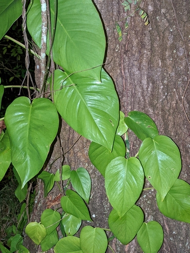 Epipremnum aureum