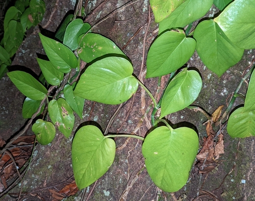 Epipremnum aureum
