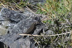 Oligosoma prasinum