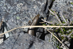 Oligosoma prasinum