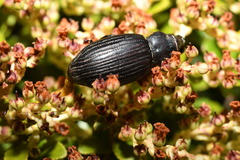 Lyperobius huttoni