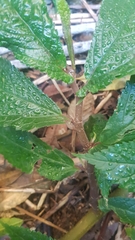 Elatostema reticulatum