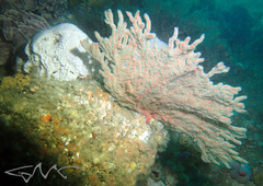 Melithaea zimmeri