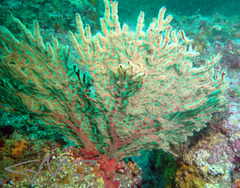 Melithaea zimmeri