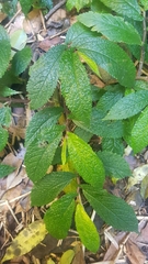 Elatostema reticulatum