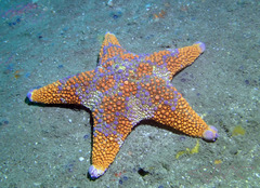 Asterodiscides truncatus