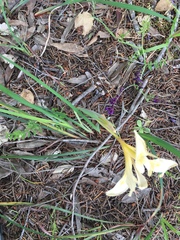 Iris fernaldii