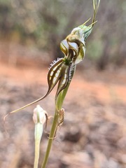 Pterostylis excelsa