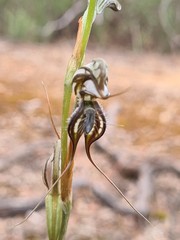 Pterostylis excelsa
