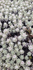 Ewartia nubigena