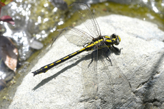 Phanogomphus kurilis