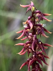 Genoplesium acuminatum